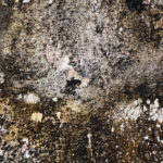 how fast does mold grow after a water leak?